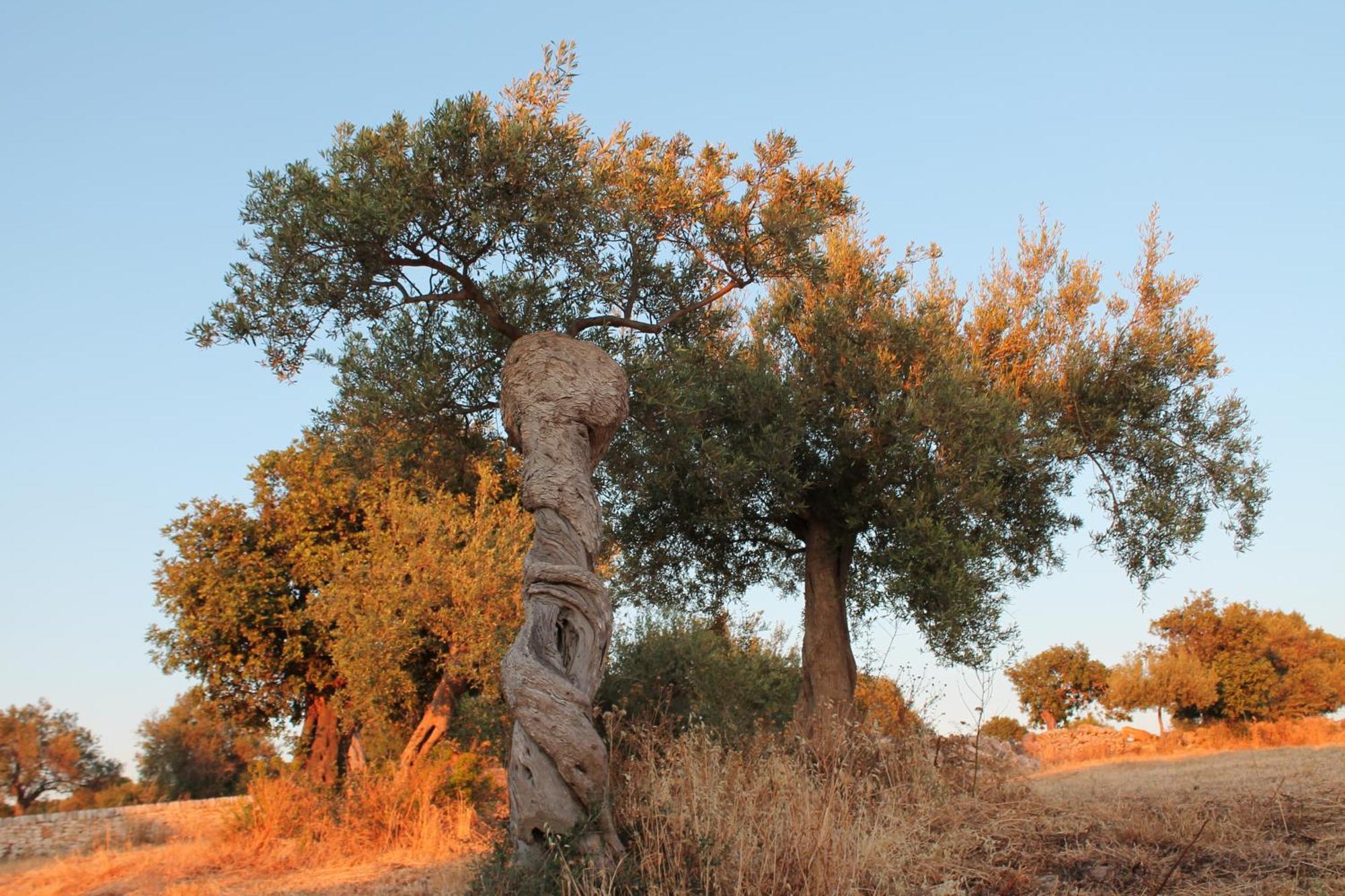 Tenuta Zannafondo Donnafugata Exteriér fotografie
